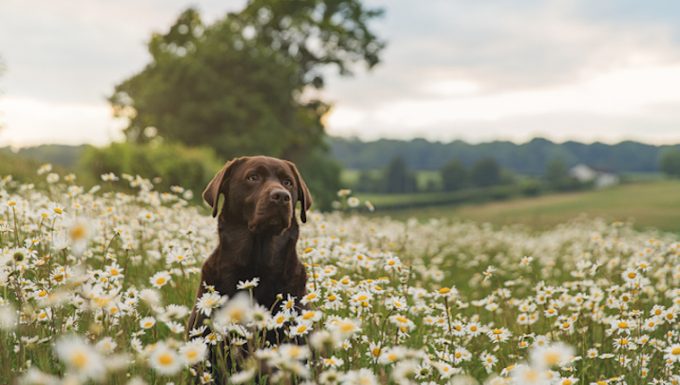 Chocolate Labrador in field of daisies at sunset