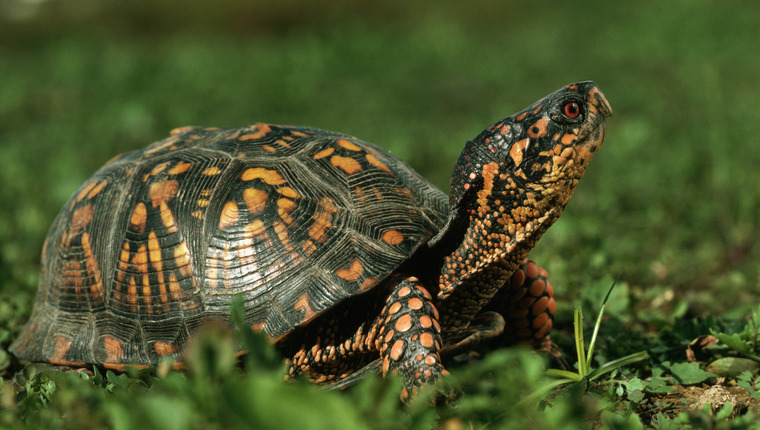 These Spaniels Are Saving the Endangered Box Turtle - DogTime