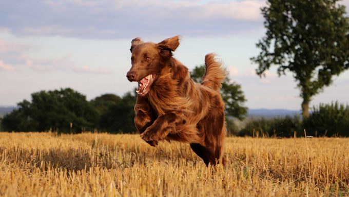 Mycotoxicosis Deoxynivalenol In Dogs Symptoms Causes Treatments   GettyImages 872548916 E1663096011190 