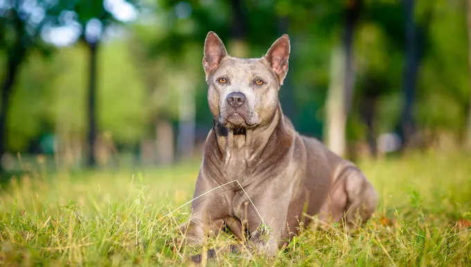 The Best Dog Breed for Each Zodiac Sign - DogTime