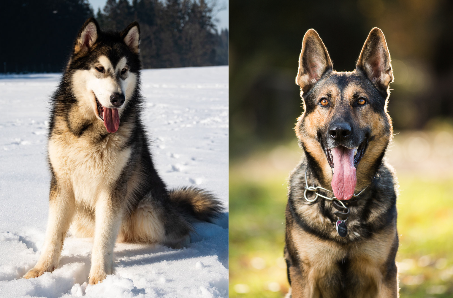 Alaskan Shepherd Dog Breed Pictures, Characteristics, and Facts