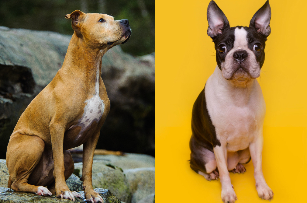 how big does a boston terrier pitbull mix get