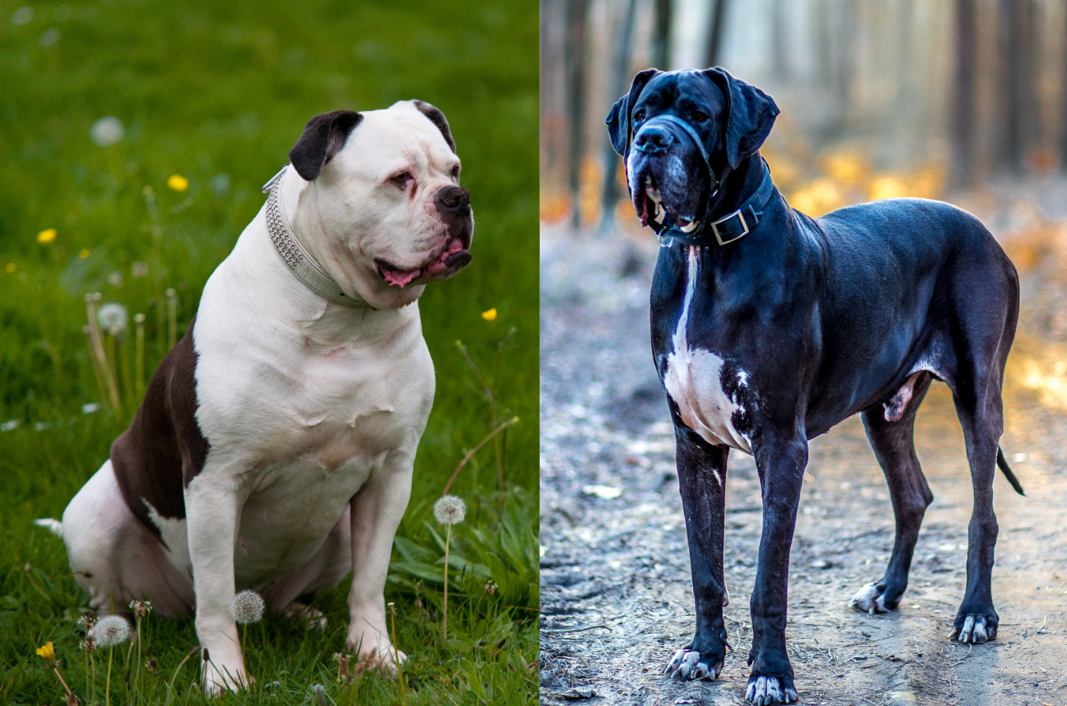 great dane pitbull mix white