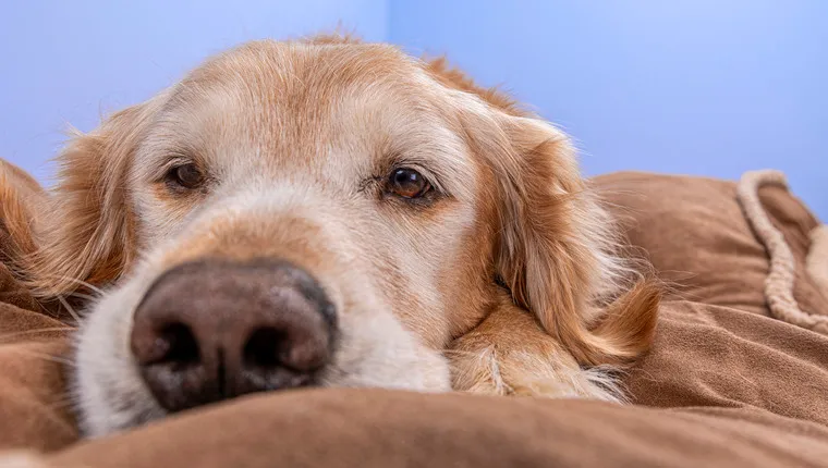An older dog who may be more likely to suffer from dementia.