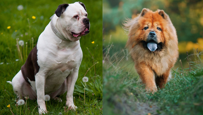 American Chow Bulldog Pictures, Characteristics, and Facts