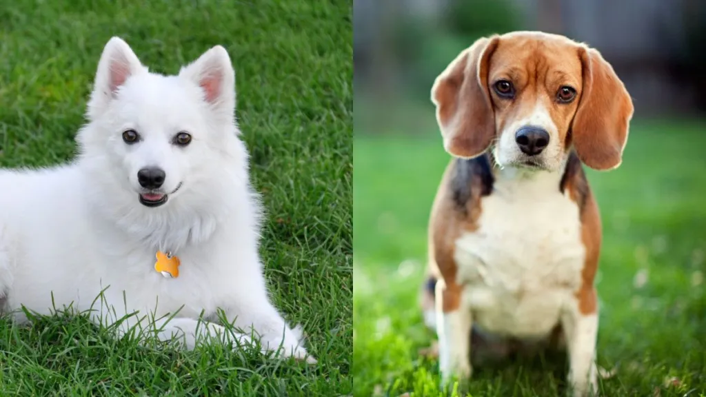 A collage of the parent breeds of the American Eagle Dog, an American Eskimo Dog and Beagle.