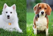 A collage of the parent breeds of the American Eagle Dog, an American Eskimo Dog and Beagle.
