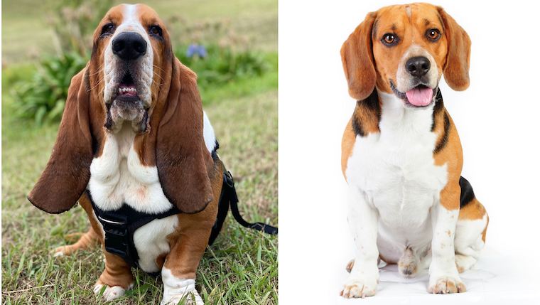 Bagle Hound Dog Breed Pictures, Characteristics, and Facts