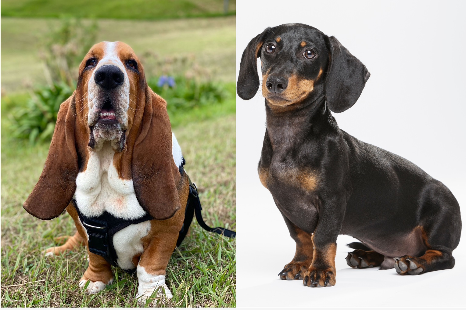 bølge væv Regnfuld Basschshund Dog Breed Pictures, Characteristics, and Facts