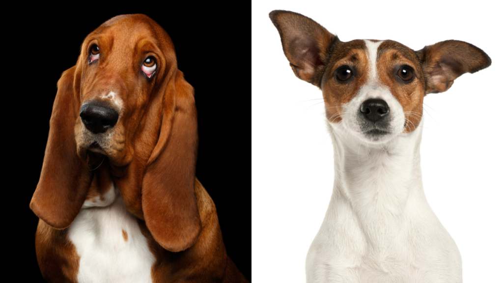 A collage of the parent breeds of the Basset Jack, a Basset Hound and Jack Russell Terrier.