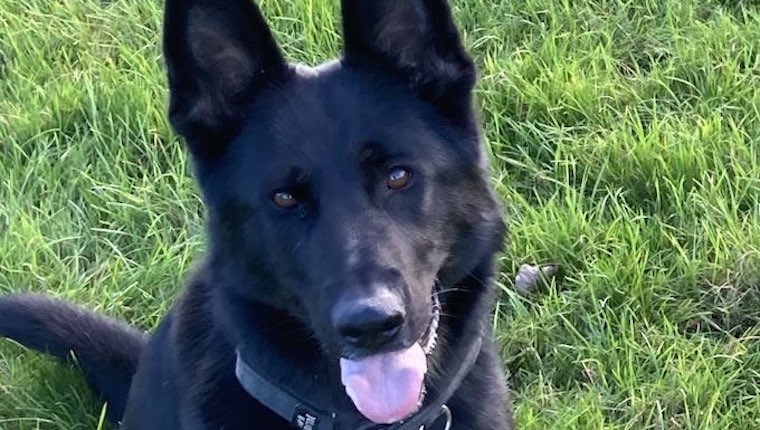 Drunk Driver Who Abandoned Car Crash Scene Tracked by Police Dog