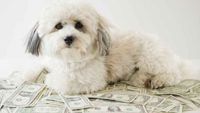 most expensive dog breed