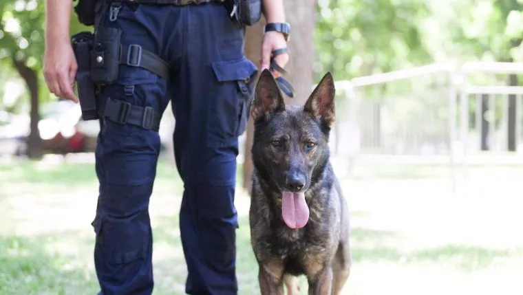 Training Never Ends for Police Dogs (Or Their Handlers) - DogTime