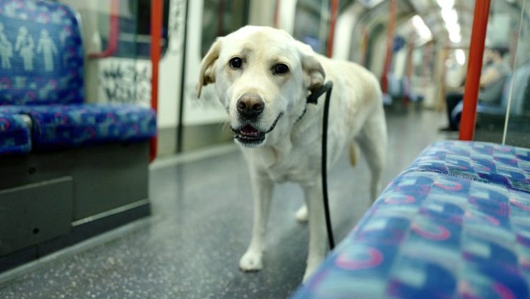 dogs metro