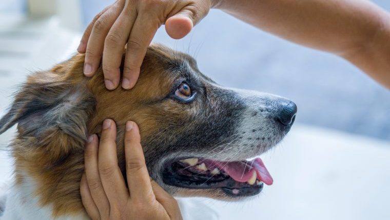 acupressure for dogs