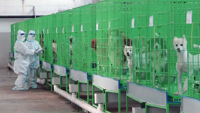 dog import ban
