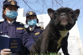 dog import ban