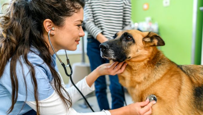 Heart Cancer In Dogs Symptoms Causes Treatments DogTime   GettyImages 1372104882 E1665674449842 