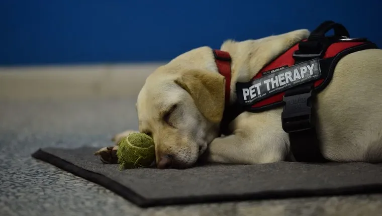 Therapy Dog Awarded For Work With Prison Inmates - DogTime