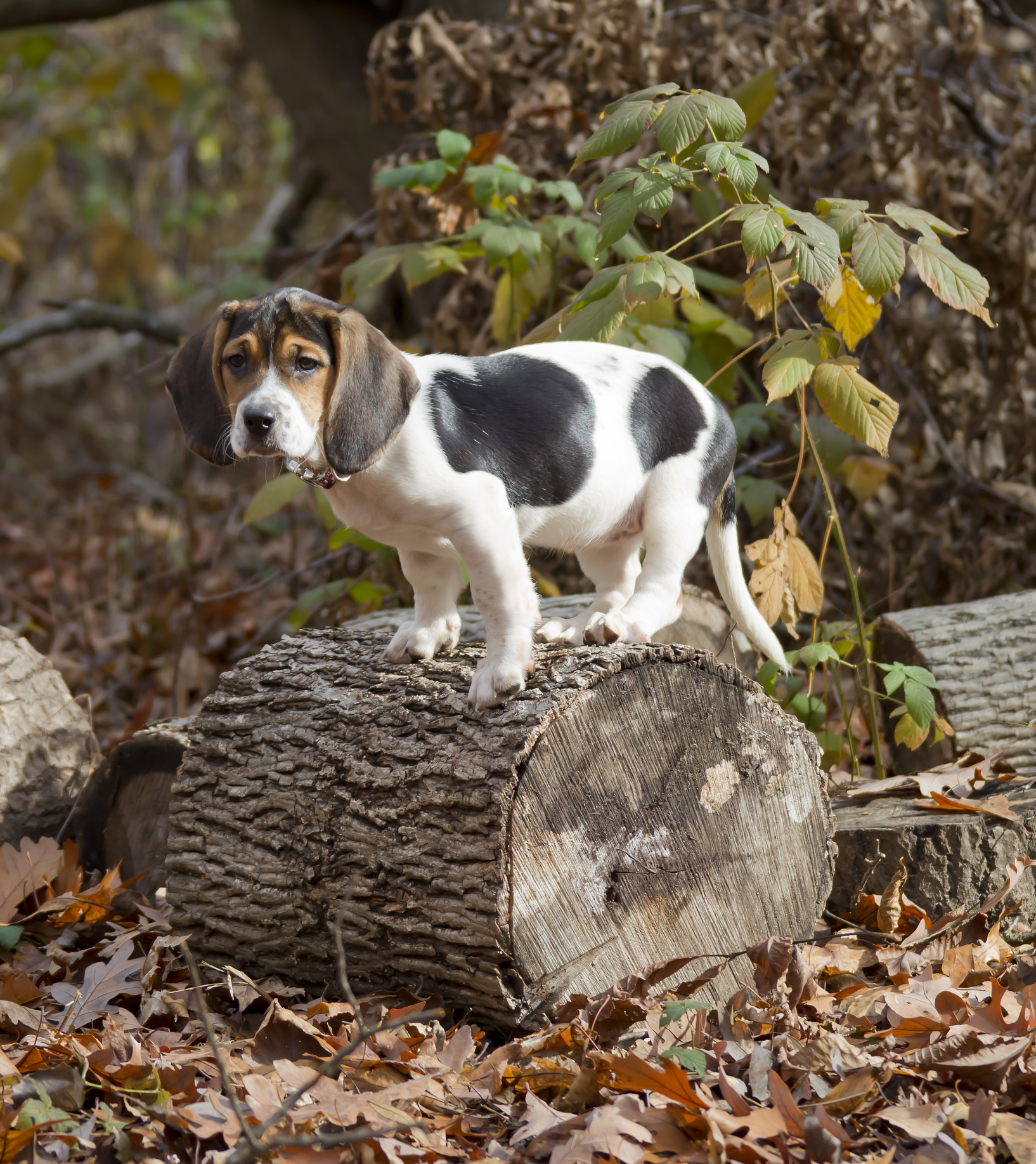 Bagle Hound Dog Breed Information & Characteristics