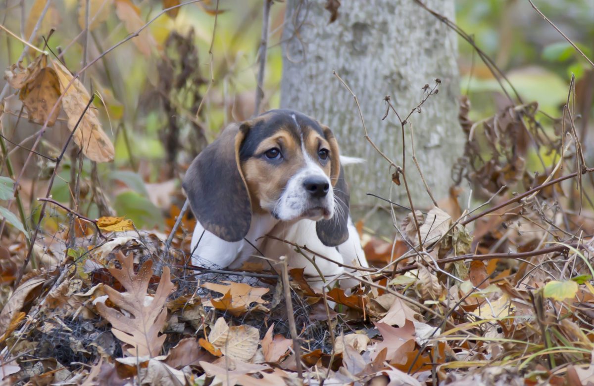 Bagle Hound Dog Breed Information & Characteristics