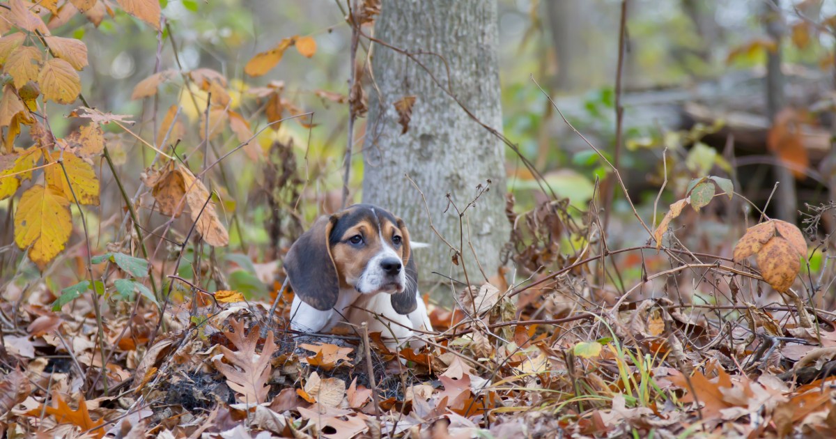 Bagle Hound Dog Breed Information & Characteristics