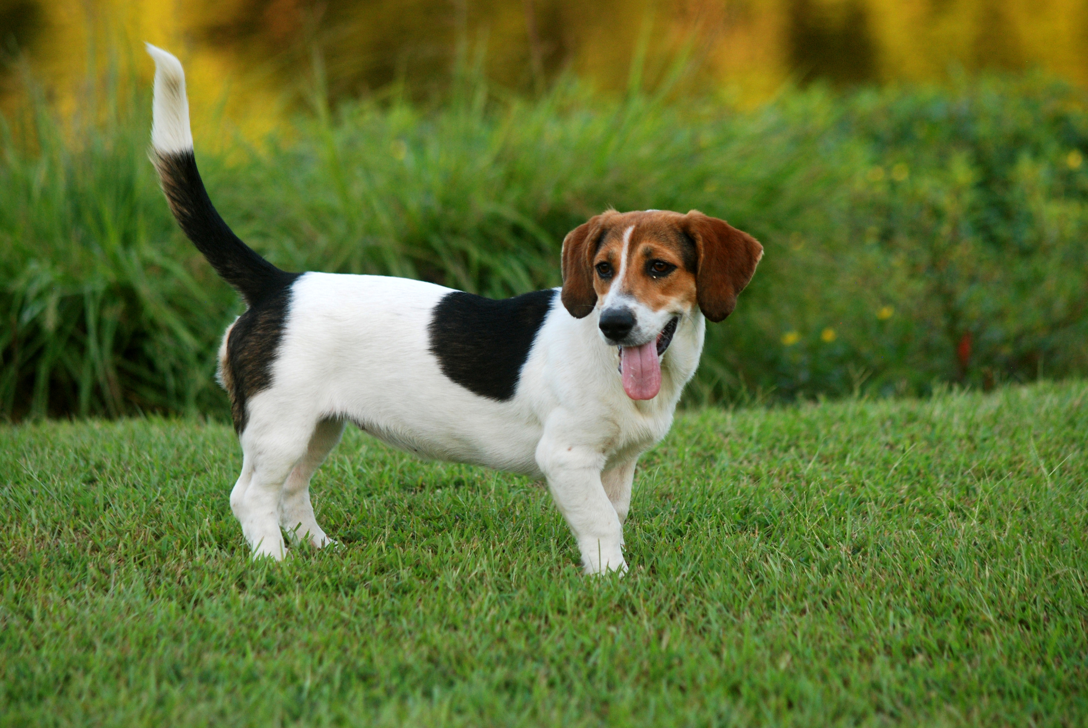 Bagle Hound Dog Breed Information & Characteristics