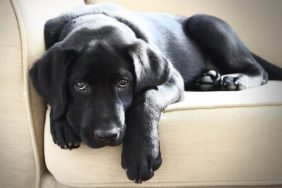 Black labrador lying on sofa