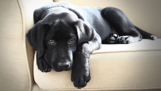 Black labrador lying on sofa