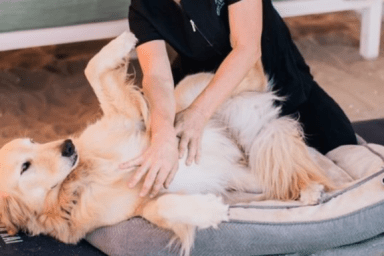 doggie masseuse