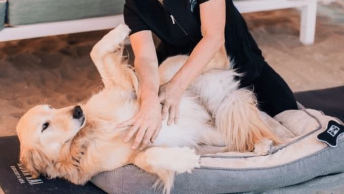 doggie masseuse