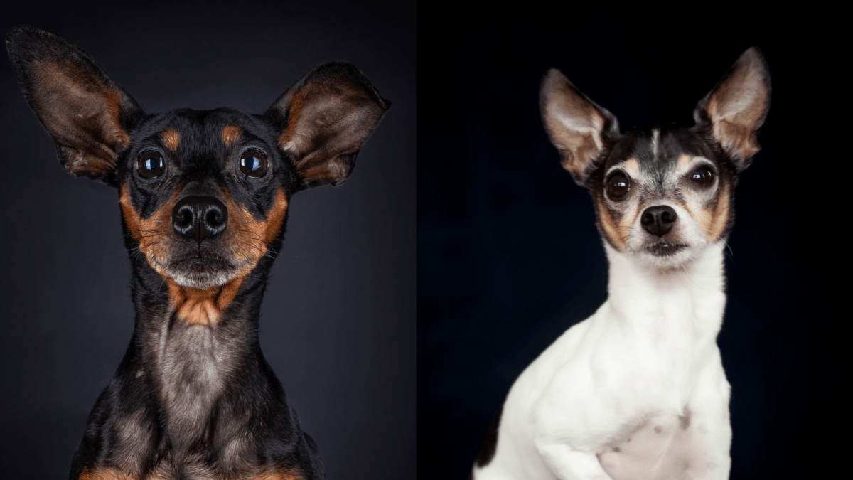 American Rat Pinscher Dog Breed Information & Characteristics