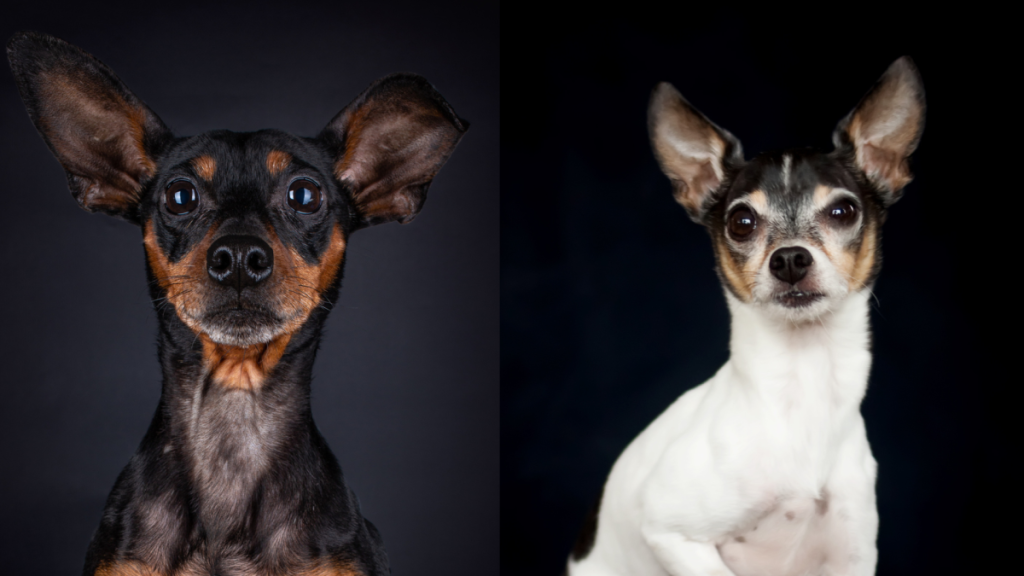 A collage of the parent breeds of the American Rat Pinscher, a Miniature Pinscher and Rat Terrier.