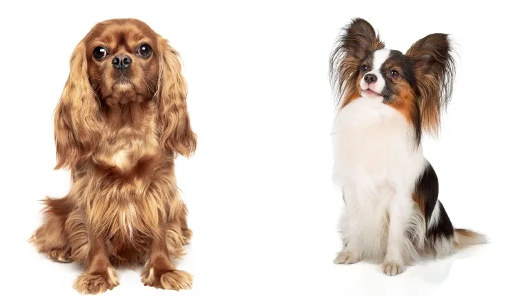 Papillon cocker spaniel store mix