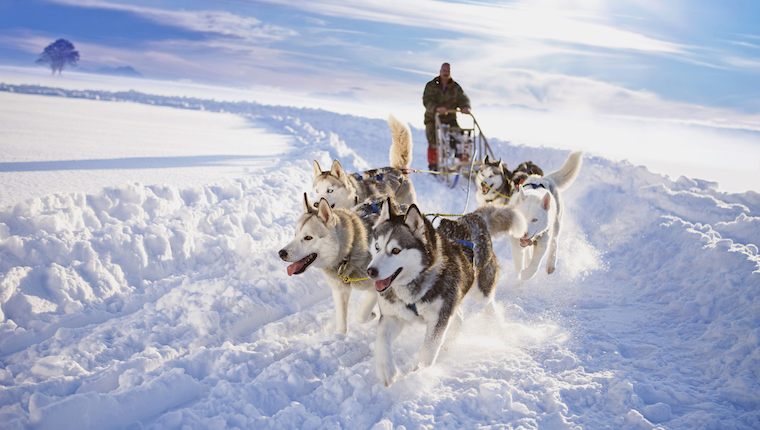 what-does-sled-dog-racing-s-future-look-like-dogtime