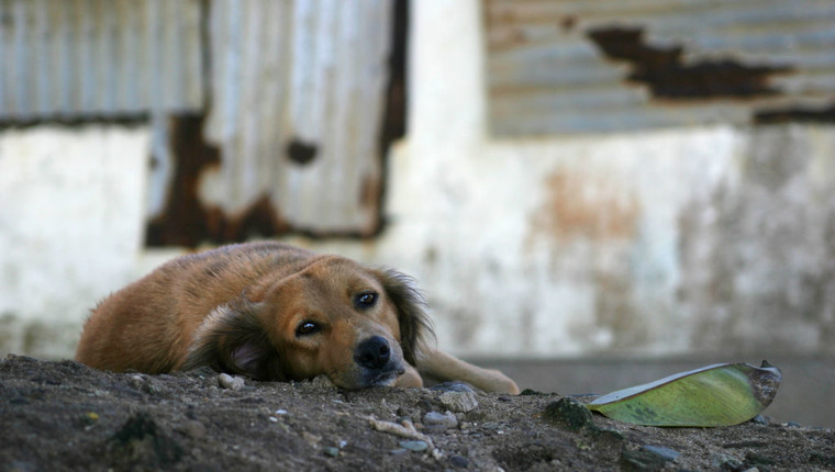 Stray Dogs Are Overwhelming The Islands Of Fiji - Dogtime