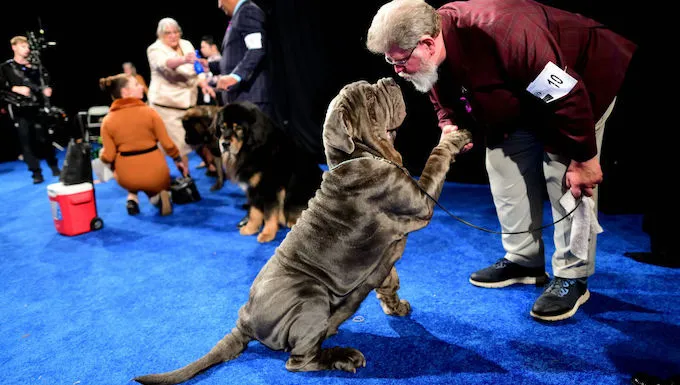 2022 national dog show