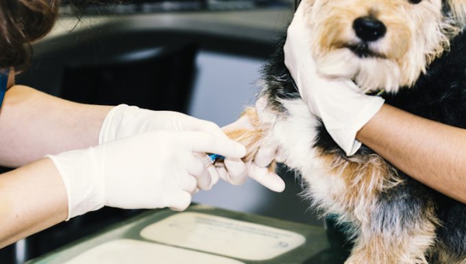 high-blood-sugar-in-dogs-symptoms-causes-treatments-dogtime