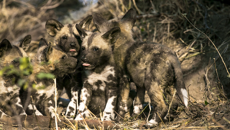 wild african dogs