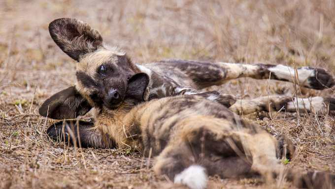 wild african dogs