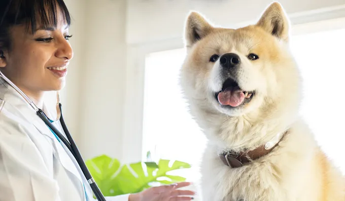 Female veterinarian examining a dog in her office who may have inflammatory skin disease