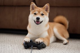 video games dogs