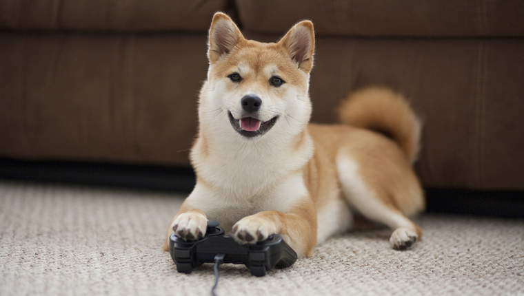 video games dogs