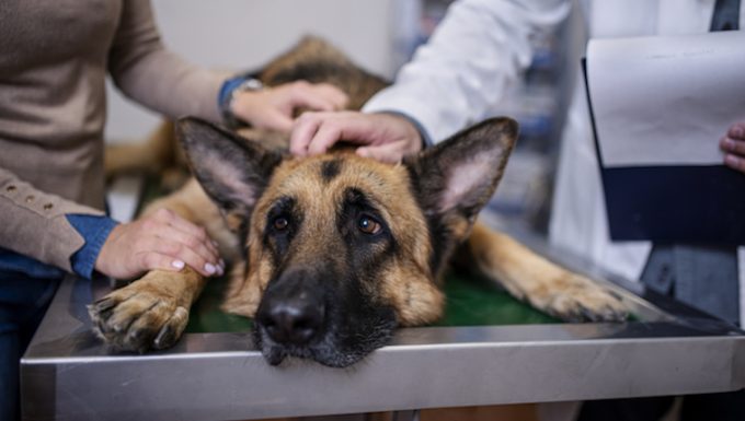 Hemangiosarcoma in Dogs: Symptoms, Causes, & Treatments - DogTime