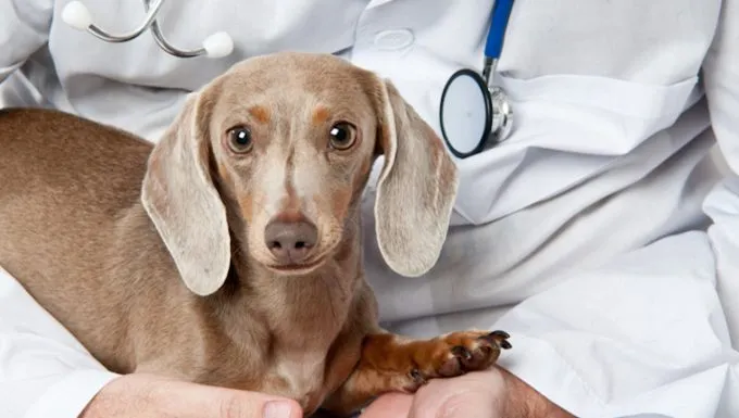 what causes a histiocytoma in dogs