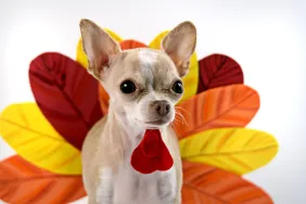 A little Chihuahua dressing like a turkey for Thanksgiving, not acting like a territorial dog.
