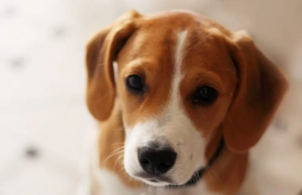 A puppy named Morse. He is half Beagle, half Jack Russell otherwise known as a Jackabee.