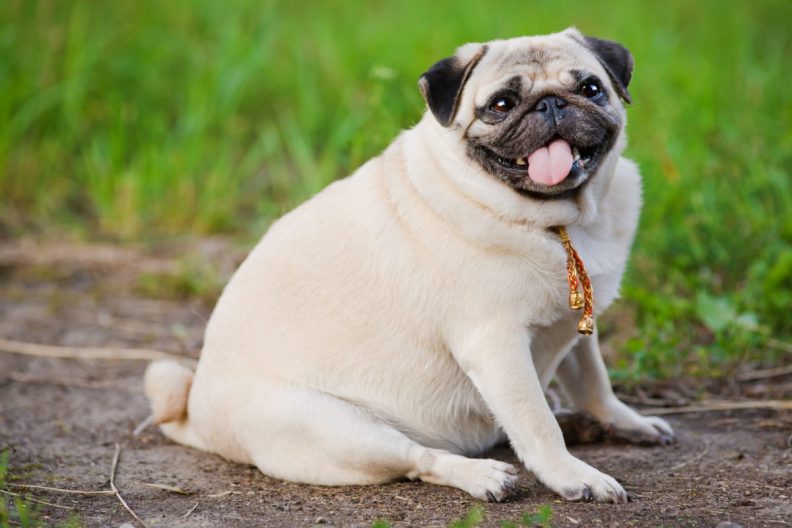 overweight pug and other dog breeds prone to obesity