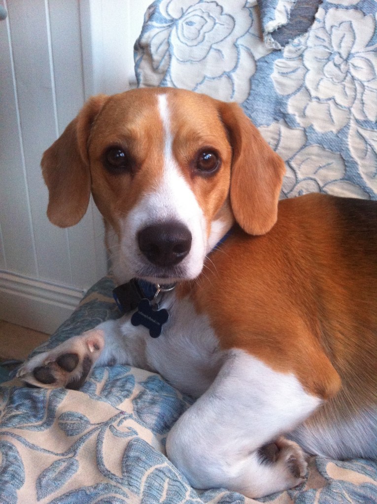 A photo of a Jackabee, relaxing on a cushion.