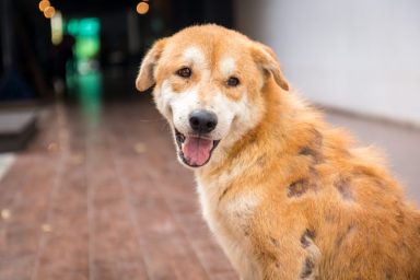Smiling dog on sidewalk with inflammatory skin disease or sebaceous adenitis, causing patchy alopecia.